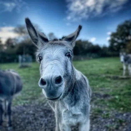 Kemenate Gechaichnishof 7born 民宿 马林诺维德