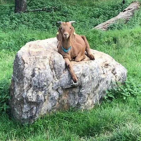 民宿 Kemenate Gechaichnishof 7born *