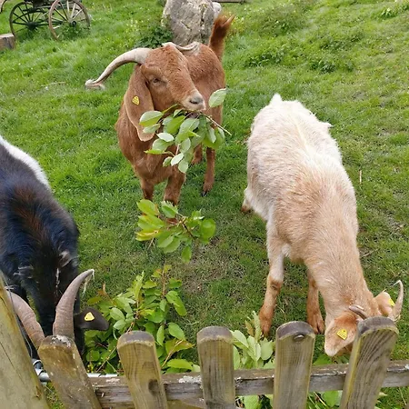 民宿 Kemenate Gechaichnishof 7born 马林诺维德