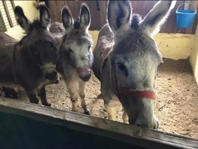 Kemenate Gechaichnishof 7born בית אירוח Maring-Noviand