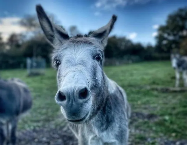 Kemenate Gechaichnishof 7born בית אירוח Maring-Noviand