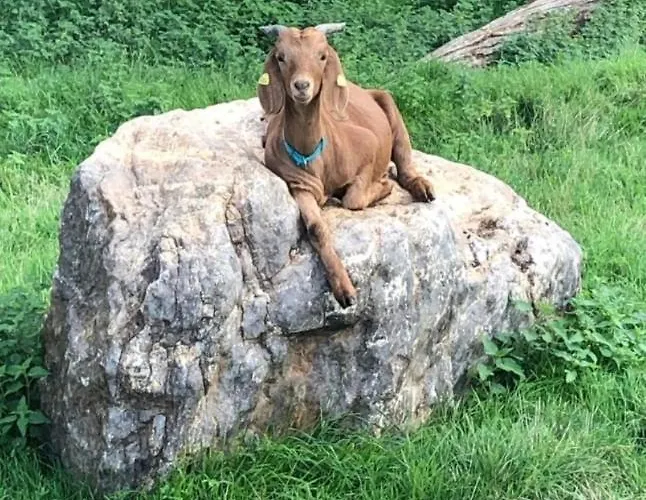בית אירוח Kemenate Gechaichnishof 7born *