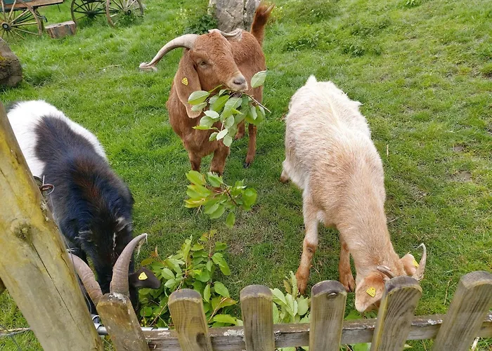 בית אירוח Kemenate Gechaichnishof 7born Maring-Noviand